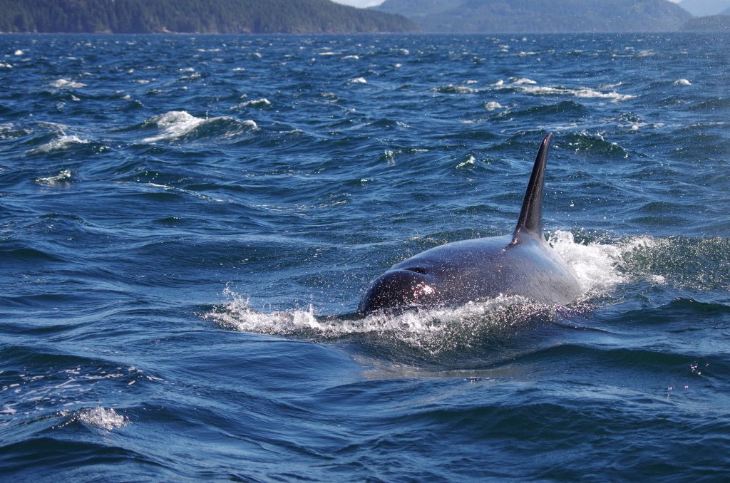 orca
